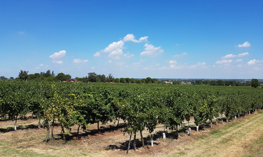 Italiaanse wijngaard