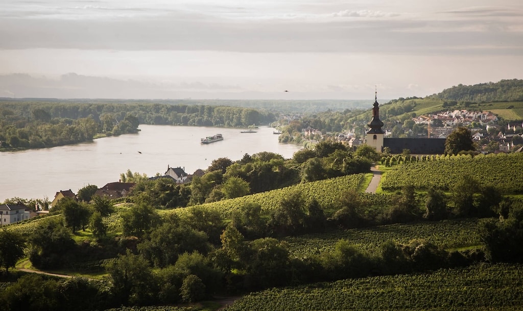 Riesling wordt steeds populairder?